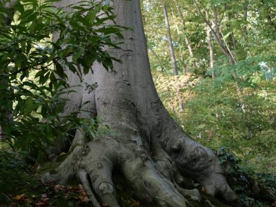 Parc de Mariemont (81)